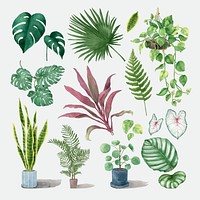 Watercolor tropical plant vector set