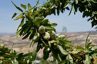 Almonds (Prunus dulcis) in Andalusia, Spain. Branch, fruits and foliage. Original public domain image from <a href="https://commons.wikimedia.org/wiki/File:Amandier_Pinar.jpg" target="_blank" rel="noopener noreferrer nofollow">Wikimedia Commons</a>