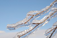 A tree branch completely en-globed in freezing rain. Original public domain image from Wikimedia Commons