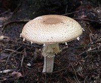 The prince (Agaricus augustus). Ukraine. Original public domain image from <a href="https://commons.wikimedia.org/wiki/File:Agaricus_augustus_2011_G1.jpg" target="_blank" rel="noopener noreferrer nofollow">Wikimedia Commons</a>