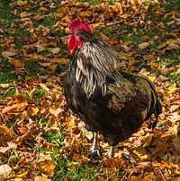 A rooster (Gallus gallus domesticus), Murnau am Staffelsee, Bavaria, Germany. Original public domain image from <a href="https://commons.wikimedia.org/wiki/File:Rooster,_Murnau,_Bavaria,_Germany.jpg" target="_blank" rel="noopener noreferrer nofollow">Wikimedia Commons</a>