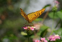 Indian Fritillary(male) on Lantana with Bokeh. Original public domain image from <a href="https://commons.wikimedia.org/wiki/File:Argynnis_hyperbius_with_Bokeh.jpg" target="_blank" rel="noopener noreferrer nofollow">Wikimedia Commons</a>