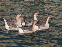 Geese (Anser cygnoides) in the old harbour of Rethymno.