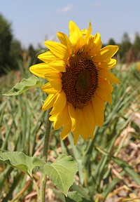 Sunflower head. Ukraine. Original public domain image from Wikimedia Commons