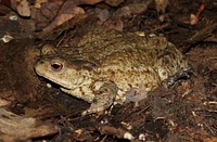 Common toad or european toad (Bufo bufo). Ukraine. Original public domain image from <a href="https://commons.wikimedia.org/wiki/File:Bufo_bufo_2015_G2.jpg" target="_blank" rel="noopener noreferrer nofollow">Wikimedia Commons</a>