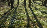 Shadows of trees over wood anemones (Anemone nemorosa) in Gullmarsskogen nature reserve, Lysekil Municipality, Sweden. Original public domain image from Wikimedia Commons