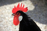 A black rooster with a red crest. Original public domain image from <a href="https://commons.wikimedia.org/wiki/File:Black_Rooster_Showing_Off_Red_Crest.jpg" target="_blank" rel="noopener noreferrer nofollow">Wikimedia Commons</a>