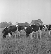 Collectie / Archief : Fotocollectie Anefo Reportage / Serie : HIE [Holland in England] / Anefo Londen serie Beschrijving : In 1938 Holland had over 1,5 million milk cows, producing on an average 1000 gallons of milk each p.a., with a fat content of 3.56. Original public domain image from <a href="https://commons.wikimedia.org/wiki/File:In_1938_Holland_had_over_1,5_million_milk_cows,_producing_on_an_average_1000_gal,_Bestanddeelnr_935-2086.jpg" target="_blank">Wikimedia Commons</a>
