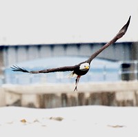 A bald eagle banks with its prey in it&#39;s talons over the Mississippi River during the winter feeding season. Original public domain image from <a href="https://commons.wikimedia.org/wiki/File:Medley_Of_Photography_Spread_Eagle_W_Fish_(212537703).jpeg" target="_blank">Wikimedia Commons</a>