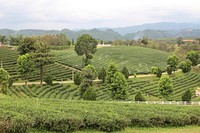 Choui Fong tea plantation in Chiang Rai province, Northern Thailand. Original public domain image from <a href="https://commons.wikimedia.org/wiki/File:Choui_Fong_tea_plantation.jpg" target="_blank" rel="noopener noreferrer nofollow">Wikimedia Commons</a>