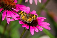 Butterfly nectaring pink flower. Original public domain image from <a href="https://commons.wikimedia.org/wiki/File:American_Beauty_(165895141).jpeg" target="_blank">Wikimedia Commons</a>