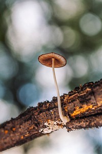 mushroom bokeh. Original public domain image from <a href="https://commons.wikimedia.org/wiki/File:Deep_In_The_Woods_You_Find_Wonders_(126027525).jpeg" target="_blank">Wikimedia Commons</a>