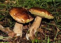 Cep, old fungi. Ukraine, Vinnytsia region. Original public domain image from <a href="https://commons.wikimedia.org/wiki/File:Old_Boletus_2019_G1.jpg" target="_blank" rel="noopener noreferrer nofollow">Wikimedia Commons</a>