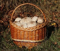 Parasol mushrooms. Picked edible mushroom caps in basket. Trophies of a mushroom hunt. Ukraine, Vinnytsia region. Original public domain image from Wikimedia Commons