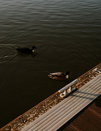 Ducks swimming by a quiet harbourside in Bristol
