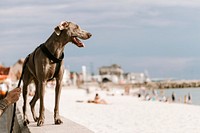 Dog out for a walk by the beach