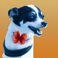Jack russell terrier dog pop art style
