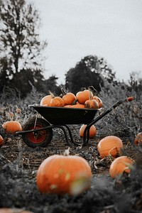 Halloween pumpkin patch dark autumn mood