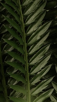 Dark plant phone wallpaper, leaf background in high resolution