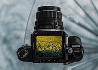 Sunflower field on analog camera screen