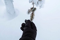 Hand reaching out to a snowy tree in Riisitunturi National Park, Finland