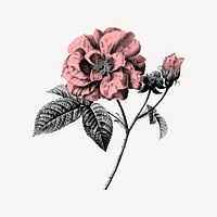 Aesthetic rose, plant collage element vector