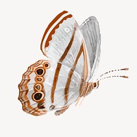 White Butterfly collage element vector