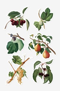 Hand drawn fruit on branch sticker with a white border set