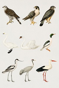 Vintage mixed hand drawn bird collection