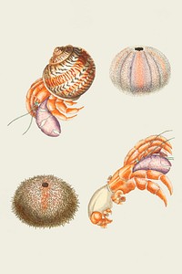 Hand drawn sea animals vintage vector set