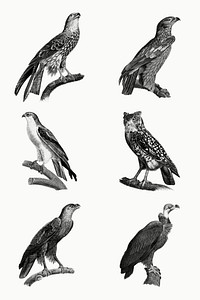 Birds of prey vintage owl and eagle illustration set