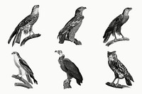 Birds of prey vintage owl and eagle illustration set
