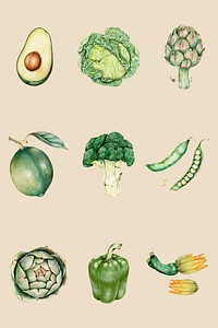 Green vegetables sticker psd organic botanical illustration set