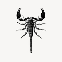 Scorpion collage element illustration vector. Free public domain CC0 image.