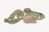 Sculpin fish illustration. Free public domain CC0 image.