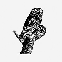 Owls illustration. Free public domain CC0 image.