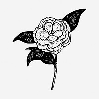 Rose flower illustration. Free public domain CC0 image.