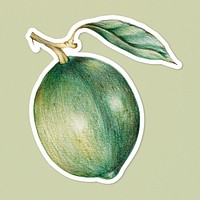Green olive vegetable illustration png organic