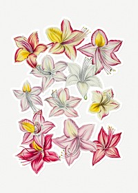 Hand drawn Azaleas flower sticker with a white border