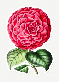 Hand drawn pink camellia flower sticker with a white border