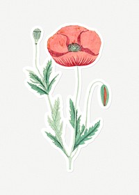 Hand drawn red poppy flower sticker with a white border