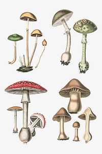 Vector botanical fungus set illustrations