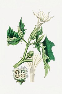 Botanical psd jimsonweed plant vintage sketch