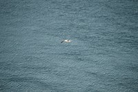 Gull flying at the Isle of Skye, Scotland