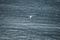 Gull flying at the Isle of Skye, Scotland