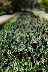 Fresh blooming violet tulip field
