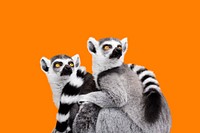 Lemur sticker, animal design psd