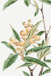 Vintage Japanese plum tree vector art print, remix from artworks by Megata Morikaga
