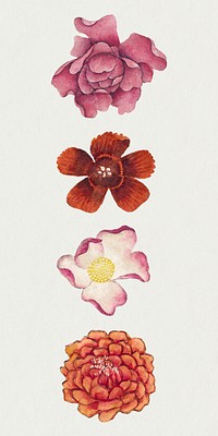 Chinese pink flower psd set, remix from artworks by Zhang Ruoai