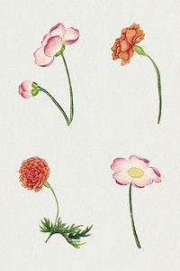 Chinese flower psd mallow and peony set, remix from artworks by Zhang Ruoai